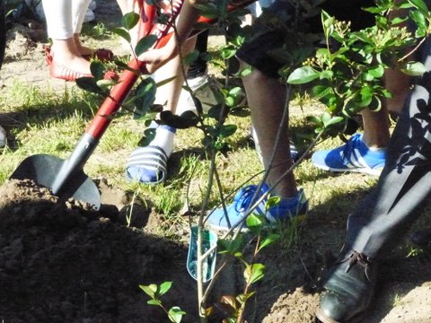 samen met de kinderen het boompje planten